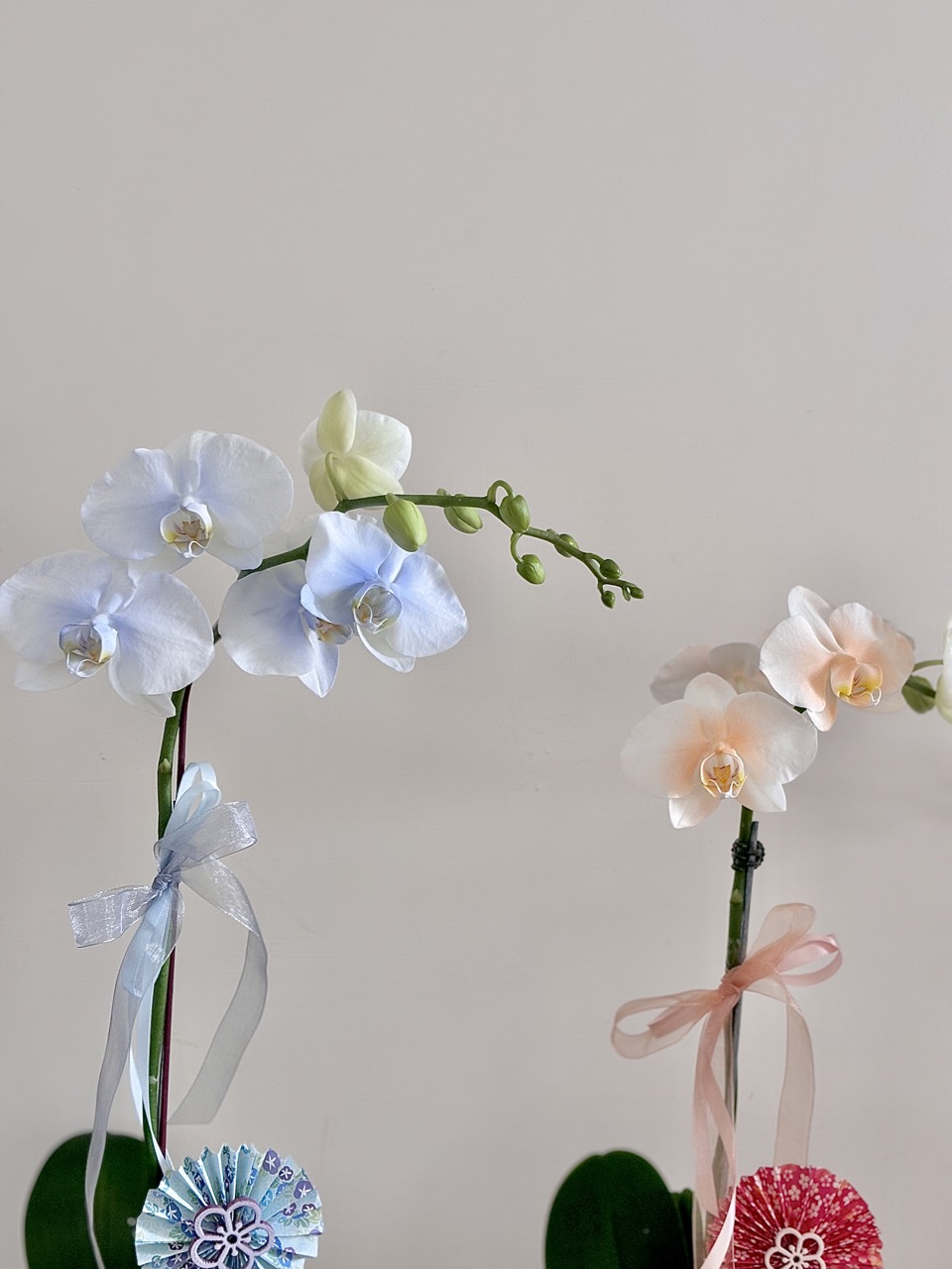 IMG_2218 大 鮮花|清新風單隻蘭花