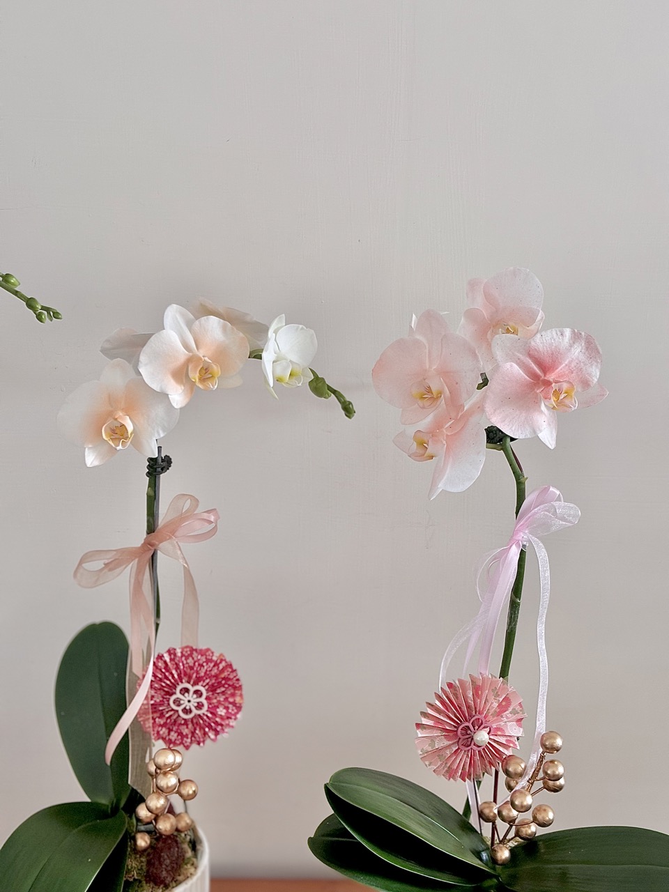 IMG_2219 大 鮮花|清新風單隻蘭花
