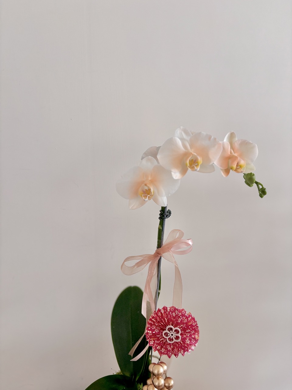 IMG_2221 大 鮮花|清新風單隻蘭花