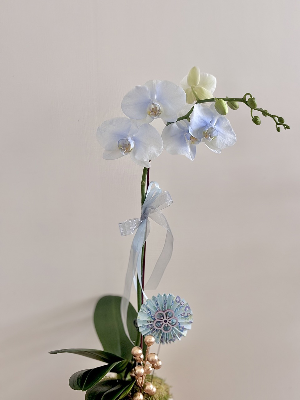 IMG_2225 大 鮮花|清新風單隻蘭花