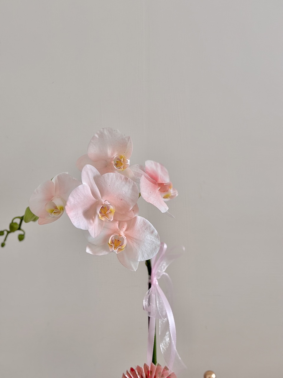 IMG_2230 大 鮮花|清新風單隻蘭花